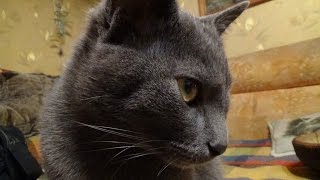 🎆 Супер- Кот! Приключения котенка Джима. Я Водяной. 🎆 Супер- Кот! Приключения котенка Джима. Я Водяной.