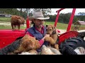 Sid the Airedale Terrier の動画、YouTube動画。