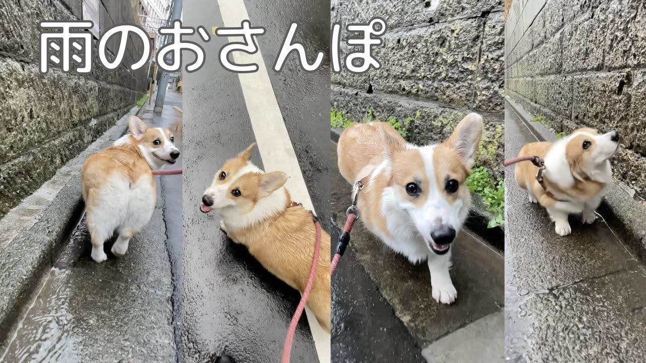 雨の日のおさんぽは大変だけど楽しいコーギー - YouTube