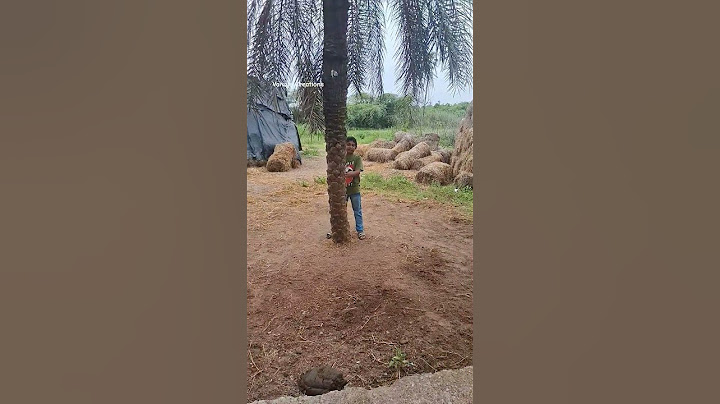 Village vibes ✨️ 👌 😍 #wilddatepalm #eetachettu #village #beautifulview #youtubeshorts #shorts