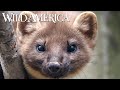 Wild america  s7 e3 meet the marten  full episode