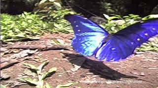 世界最美のレテノールモルフォ - YouTube