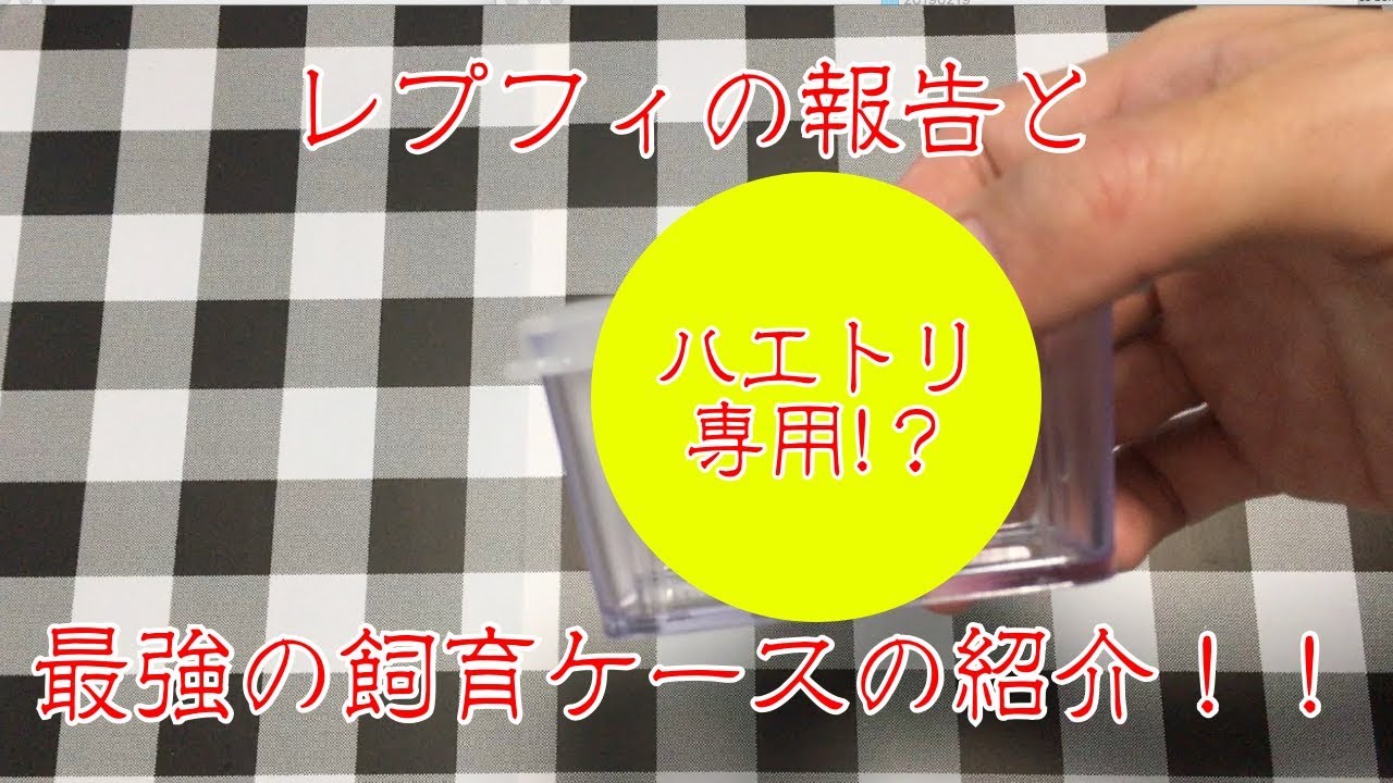 ダイソーで最強のハエトリ飼育ケースを発見した レプフィの報告もあるよ Youtube