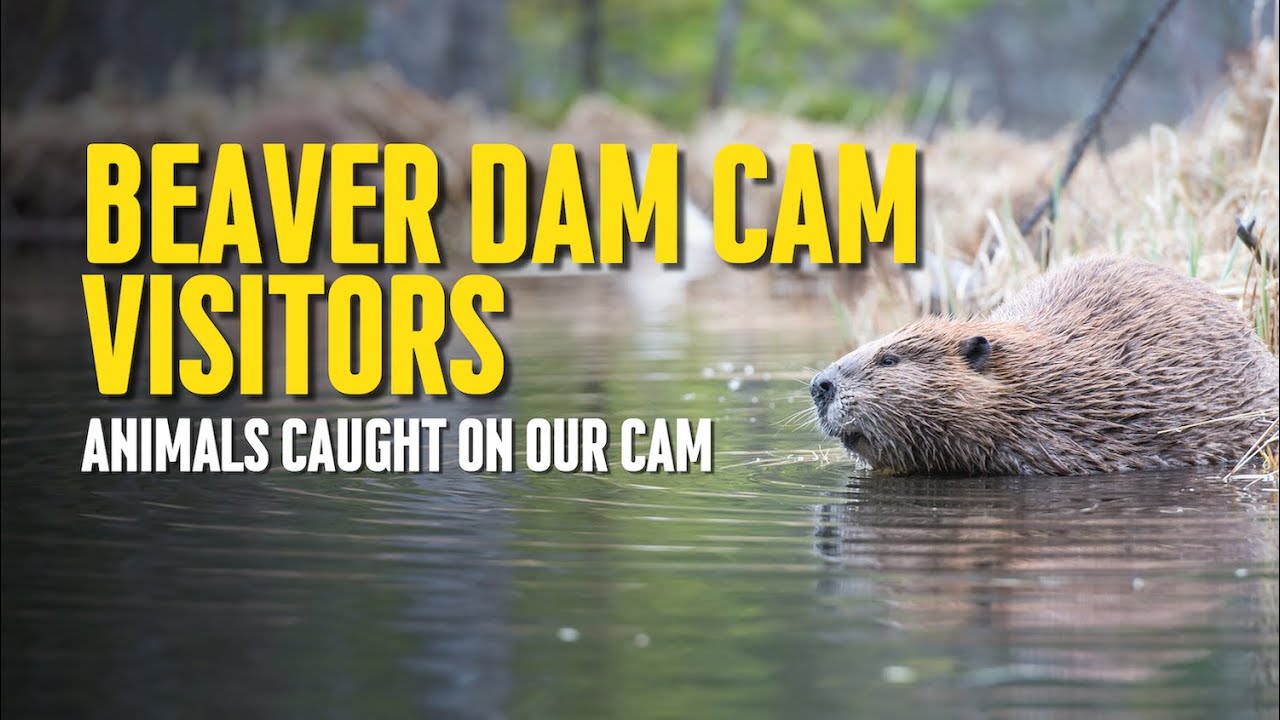 Beaver dam wildlife webcam animals caught on camera in Dutchesss County