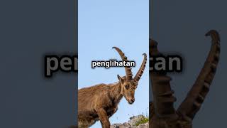 Siapa Sangka? Ini 5 Fakta Menarik Tentang Kambing! 🐐 #shorts #facts