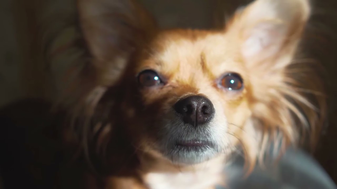 Copyright free, No copyright, Royalty free stock footage, Animal video for youtube || Dog