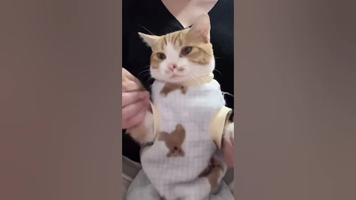 Video 11565011: kitten pets cutecat kitty, cat kitty cutecat pets, kitty pet cutecat funny, kitty kitten pet cute