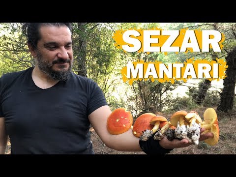 Video: Sezar Mantarı Veya Amanita Caesarea Nasıl Belirlenir