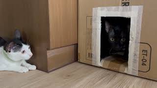 A cat in the cardboard house