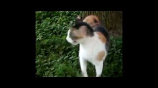 самые смешные приколы про животных видео приколы с животными до слез самые смешные приколы про животных видео приколы с животными до слез