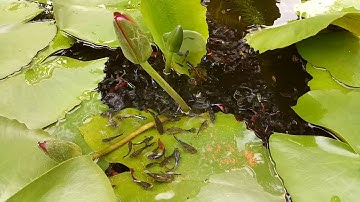 Nuôi cá bảy màu và cá hồng kim trong chậu xi măng trồng hoa súng 2018-2019