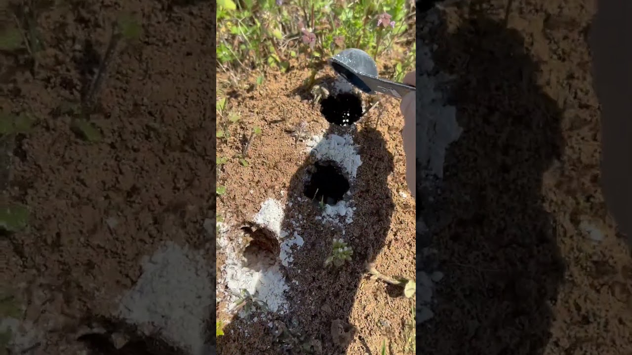 Diatomaceous earth destroys these fire ants!