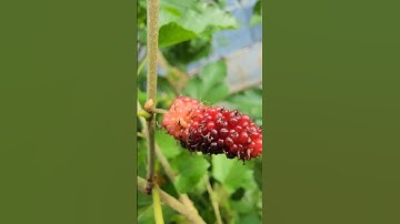 Cây dâu tầm trừ tà ma tại sao không trồng ở trước cửa nhà?