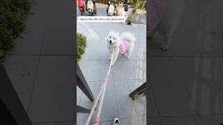Cục bông này dẻo quá trời #chomeodangyeu #pets #dethuong #cutedog #funny