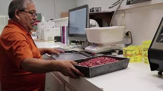 This Is What We Do: Peanut Inspection