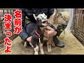 子ヤギの名前が決まりました「かい＆すず」ヤギスポンサーシップ第11・12号　ヤギを飼いたいけど飼えない人のための制度　2022年2月13日 Goats Baby