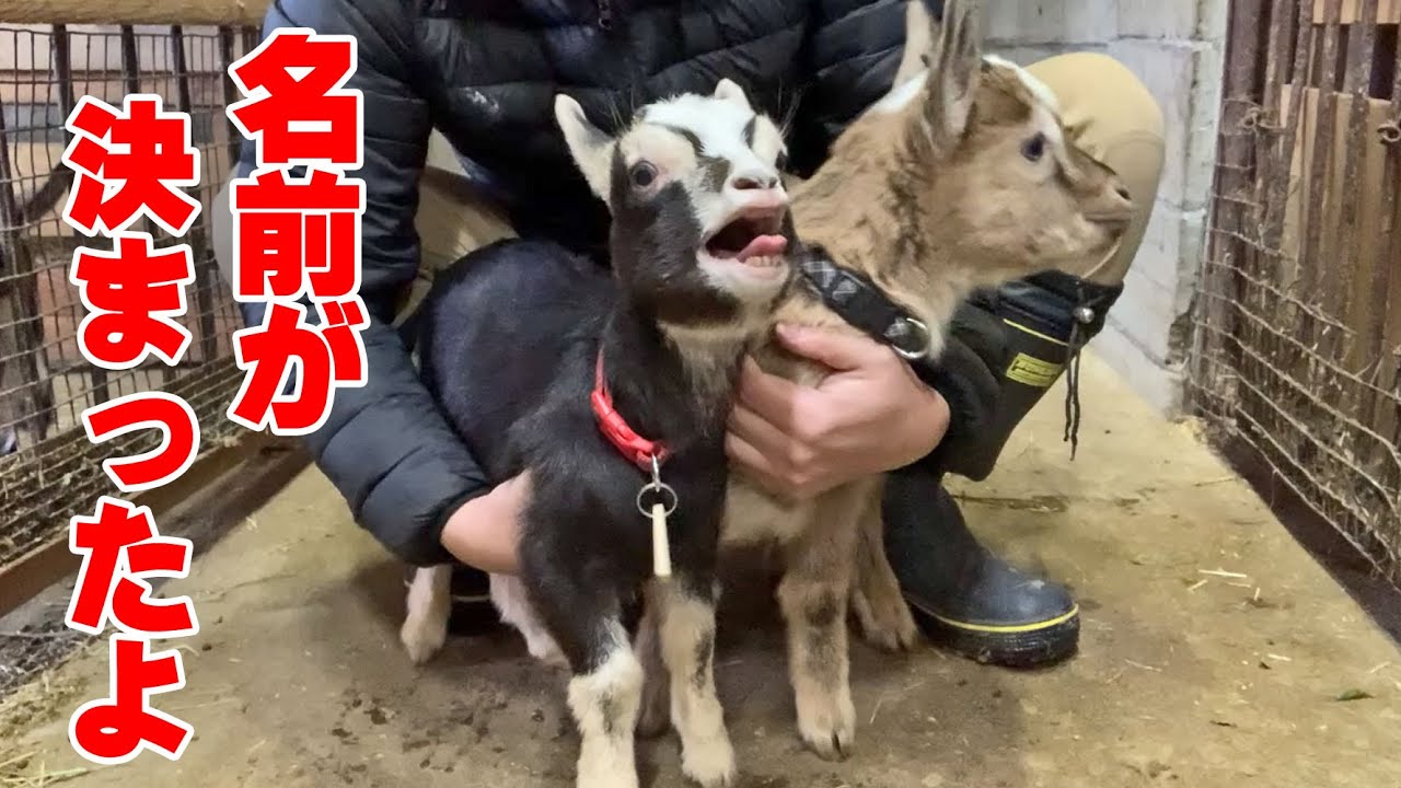 Naming the baby goats 