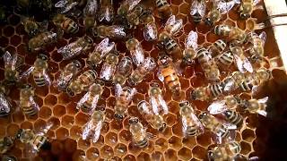 Karniyol Ana Arı F2 Carnica Queen Bee