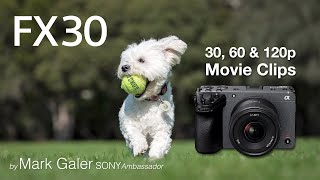 3-minutes of Movie clips captured with the Sony Alpha FX30 Cinema Line Camera
3-minutes of Movie clips captured with the Sony Alpha FX30 Cinema Line Camera
FX-30 Camera Review: https://youtu.be/aCu8G_JNun0
Whats in Marks Vlogging Bag: https://youtu.be/thqG_5g6DIA
Mark Galer is a Sony Alpha Ambassador for Australia.
Join Mark Galer on Patreon for the best Alpha Support and Guidance. A single $10 Membership fee includes access to member-only Q&A Forums + Over twenty 1-hour member-only seminars, over 15 downloadable eBooks + cameras settings files (there is no contract or commitment beyond the first month). https://www.patreon.com/markgaler
Marks supporting website: http://www.markgaler.com
If you find Marks work for the Alpha community helpful please consider making a donation to support the creation of new learning resources for Alpha users. Go the Donations link: https://www.paypal.com/paypalme/alphacreativeskills
#SonyAustralia #SonyAlpha #SonyAmbassador #SonyAlphaANZ 3-minutes of Movie clips captured with the Sony Alpha FX30 Cinema Line Camera
