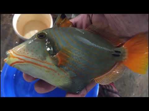 “RARE” Aberrant Undulated Triggerfish!