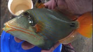 “RARE” Aberrant Undulated Triggerfish!
