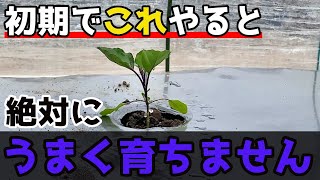 【ナス】絶対やめて初期のお世話でやりがちな間違った行動を紹介します。【家庭菜園】