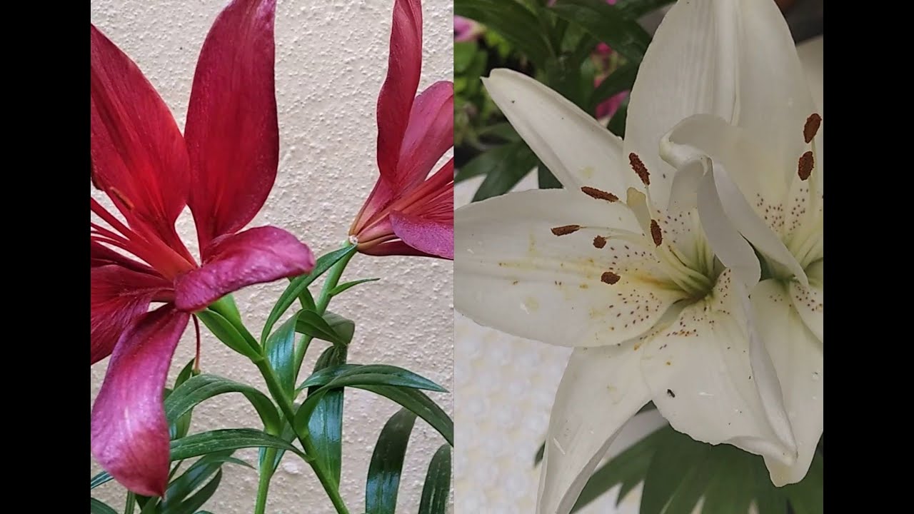 LİLYUM (LİLİUM) ZAMBAKLARIMIZ AÇIP GEÇİNCE NE OLACAK / LİLYUM ZAMBAKLARIMIZ TOHUMA NASIL BIRAKILIR ?