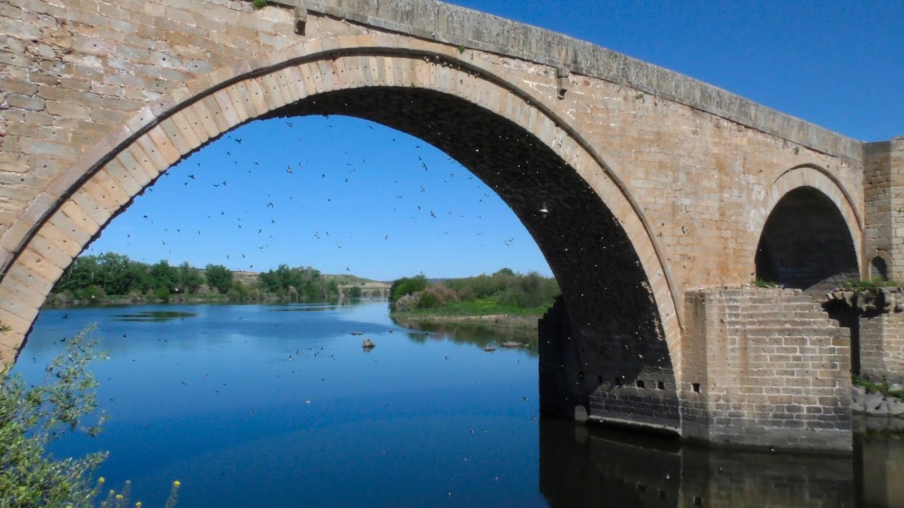 Common House Martin 