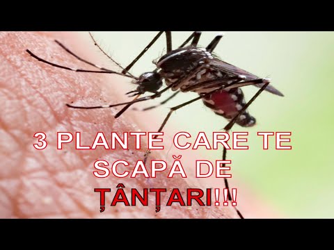 Video: Cum se utilizează plantele pentru a ține țânțarii departe: 12 pași