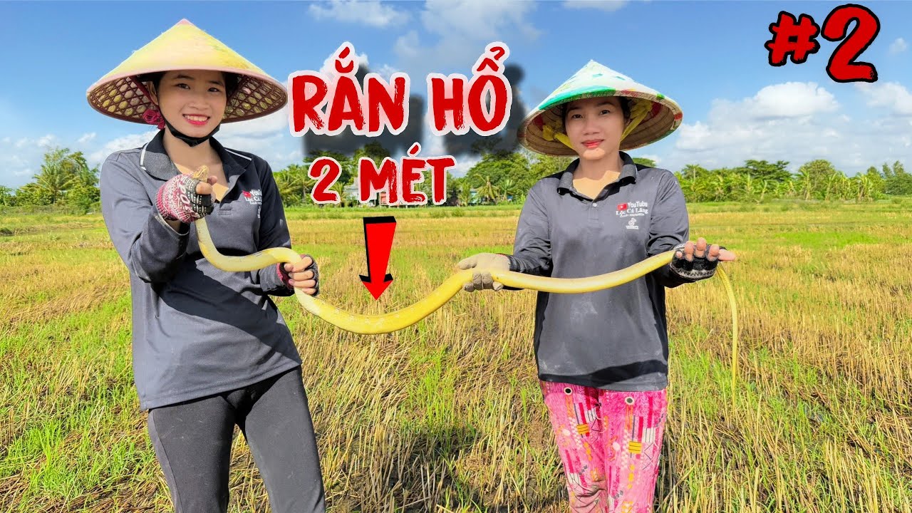Bắt Chuột Đồng Mùa Nước Nổi Miền Tây | Tập 2 : Bất Ngờ Đụng Độ Rắn Hổ Dài 2 Mét Giữa Ruộng #113
