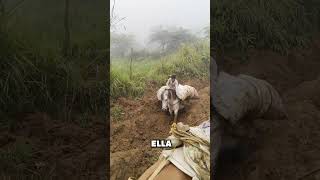 Mula luchando contra el lodo (@Reden Pino)