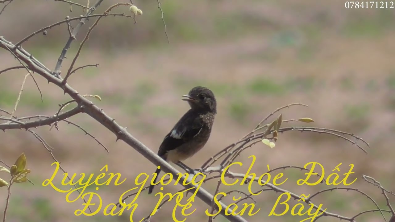 Luyện CHÒE ĐẤT giọng luyến láy chuẩn rừng cho chim non, bổi mới nhất / Đi bẫy hiệu quả