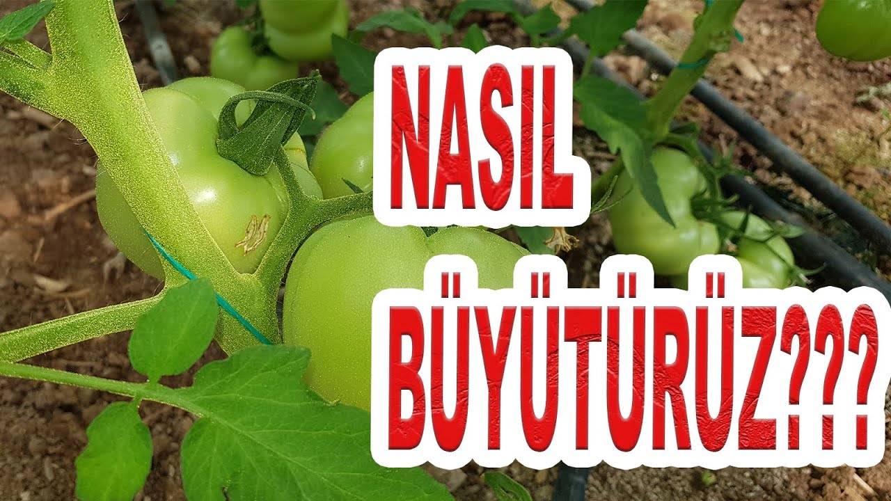DOMATESTE MEYVELERİ NASIL BÜYÜTÜRÜZ?