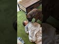 赤ちゃんボディーガード犬【アメリカンブリー】#Shorts