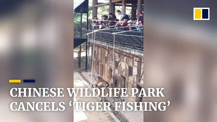 Wildlife park in China cancels ‘tiger fishing’ after video trends online - DayDayNews