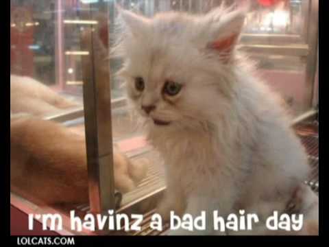 funny cats part 20