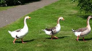 Gevleugelde Vrienden In Coevorden