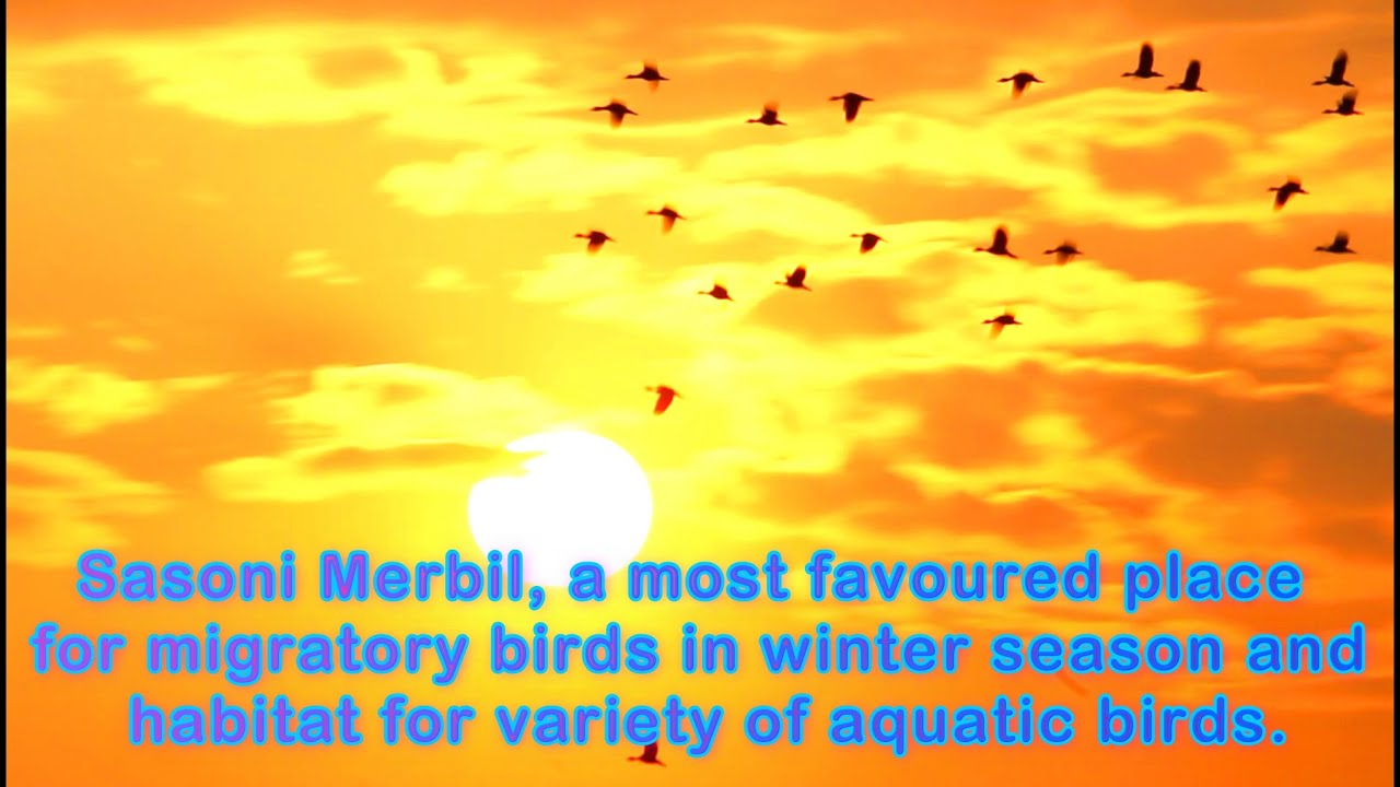 Sasoni Merbil is a hot spot of migratory birds in upper Assam district of Dibrugarh