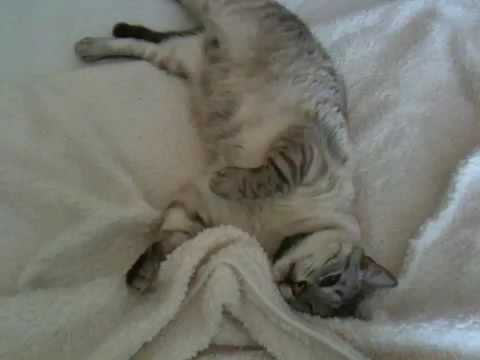 Karlitos Slacking Off