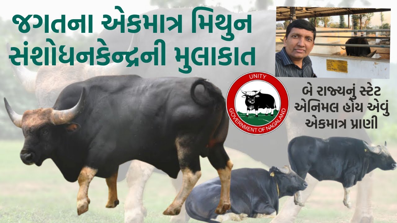 મિથુન : ભેંસના પૂર્વજ જેવું લાગતું આ પ્રાણી અનેક રીતે વિશિષ્ટ છે | Mithun | Nagaland