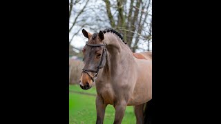 Download Lagu C’est la Vie: Del’Arko d’Henvet x Cancara - Mare 2018 MP3