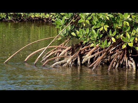 Video: ¿Los manglares son agua salada?