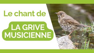 Le CHANT de la GRIVE MUSICIENNE