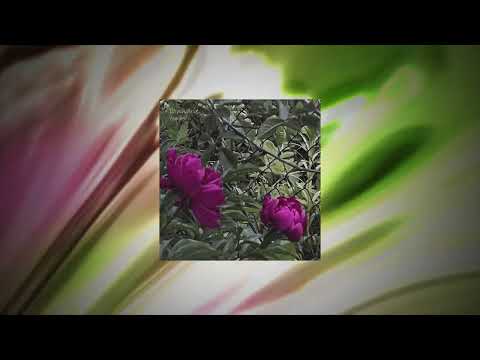 lannarie - stardust