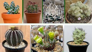Conoce el nombres de 25 cactus, que nunca habías visto 😲!