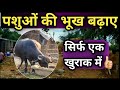 गाय भैंस की भूख बढ़ाने का जबरदस्त तरीका👌पशु की भूख बढ़ाए सिर्फ एक खुराक में👍🏻 Pashu ki Bhukh Badaye
