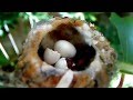 Emma's baby, Lucy the Baby Hummingbird Hatches!  Also her first feeding!  AMAZING!  MUST SEE!