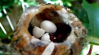 Emma&#39;s baby, Lucy the Baby Hummingbird Hatches!  Also her first feeding!  AMAZING!  MUST SEE!