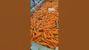 NÔNG SẢN DODO - Chợ Đầu Mối Thủ Đức - 守德农产品批发市 - Mua cà rốt -胡萝卜进出口 - 胡萝卜买卖  #dodofood