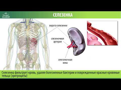 Видео: На какой стороне тела находится селезенка?